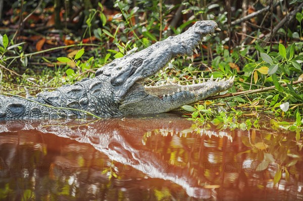 American alligator