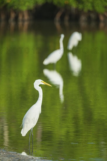 Great white egrets