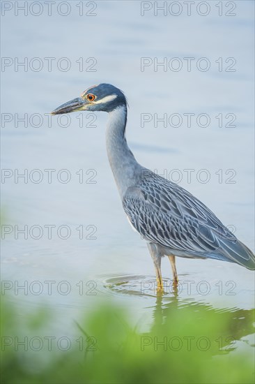 Yellow-crowned Night Heron