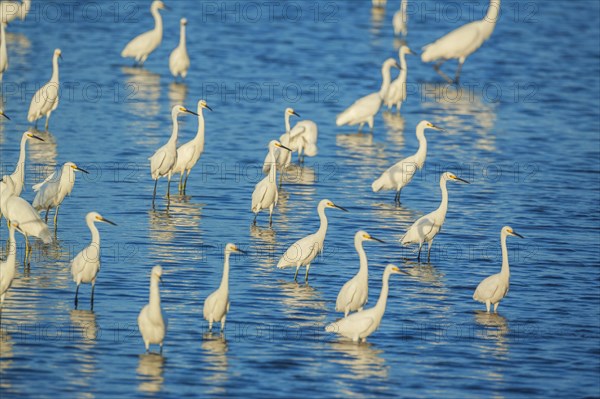 Group of Snowy Egret