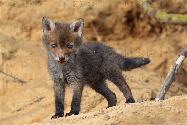 Red fox