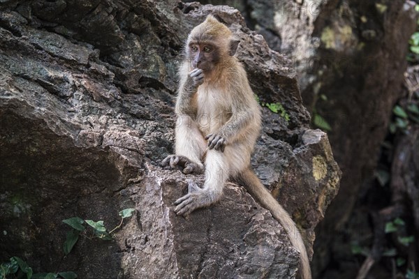 Long-tailed macaque