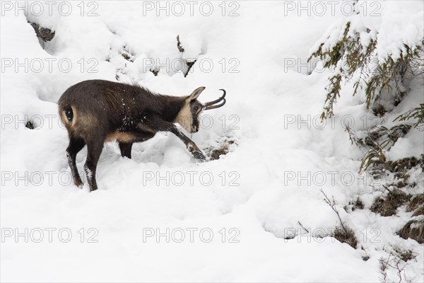 Chamois