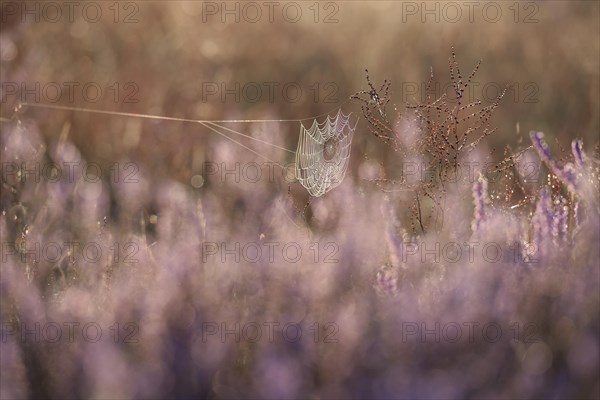 Spider's web with morning dew