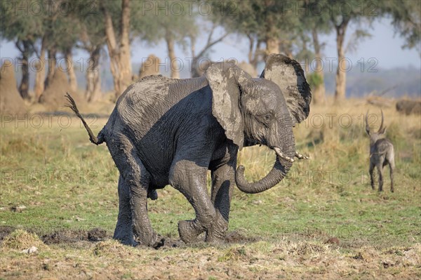 African elephant