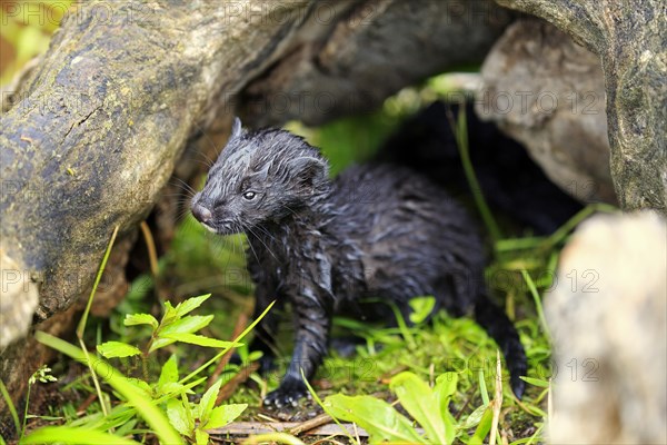 American mink