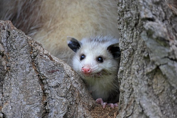 Virginia opossum