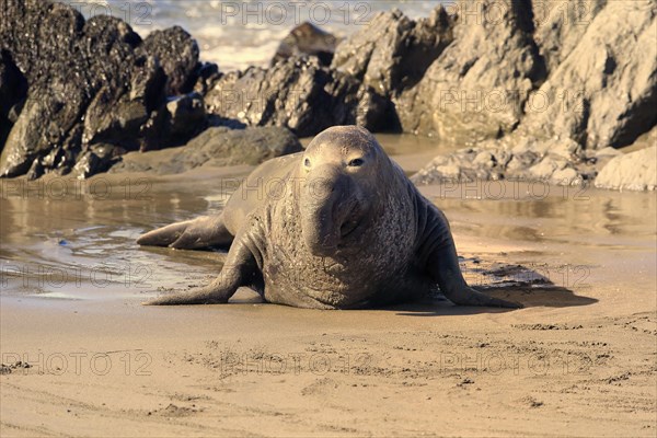 Northern Elephant Seal