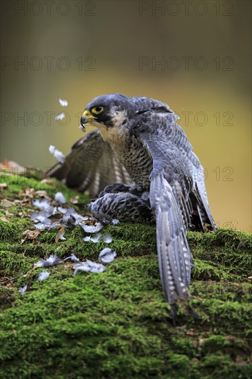 Peregrine falcon