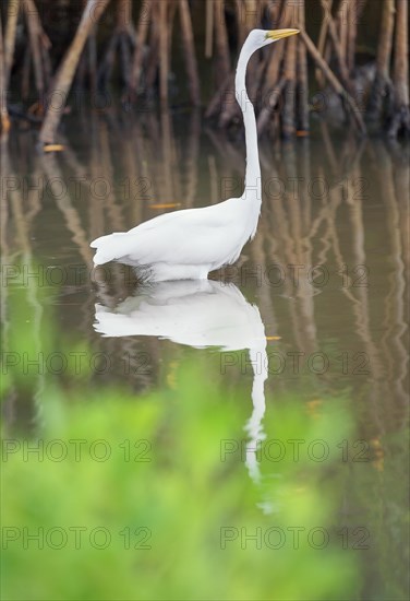 Great white egret