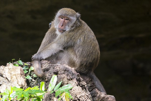 Long-tailed macaque