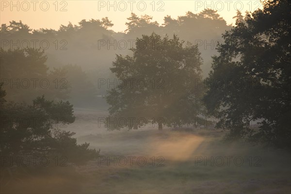 Trees at sunrise