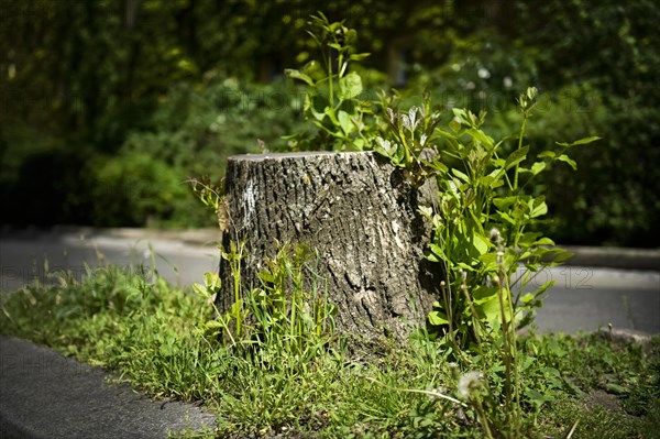 Tree stump