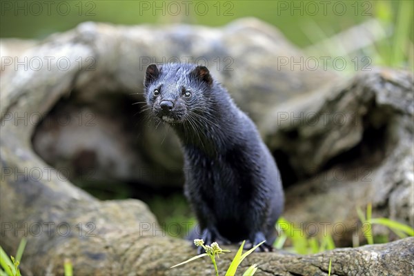 American mink