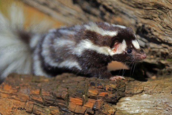 Eastern spotted skunk