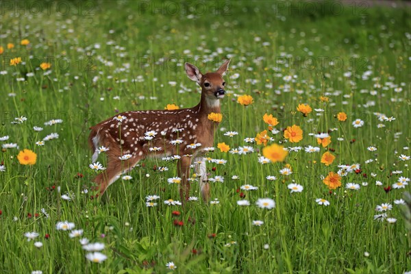 White tailed deer