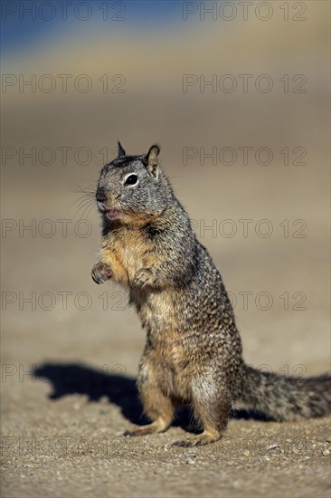 California Ground Squirrel