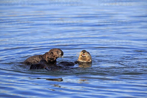 Sea Otter