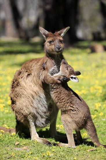 Kangaroo island grey kangaroo