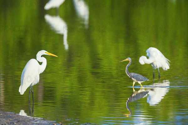 Great white egrets