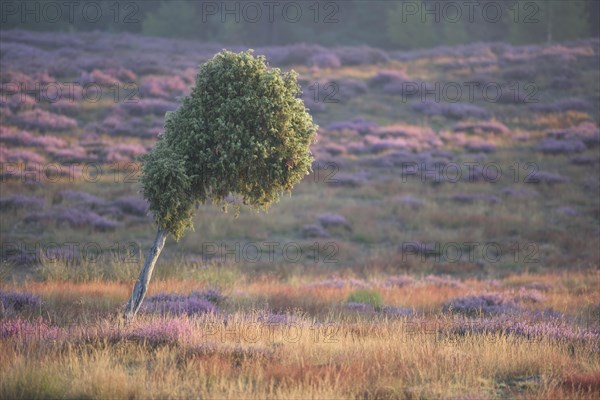 Single juniper