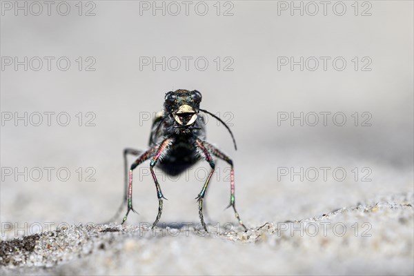 Dune Sand Beetle