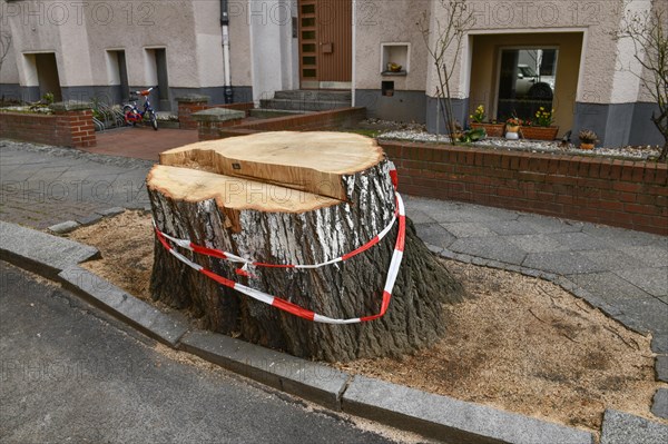 Fallen tree