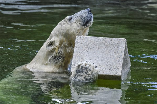 Polar bear Tonja