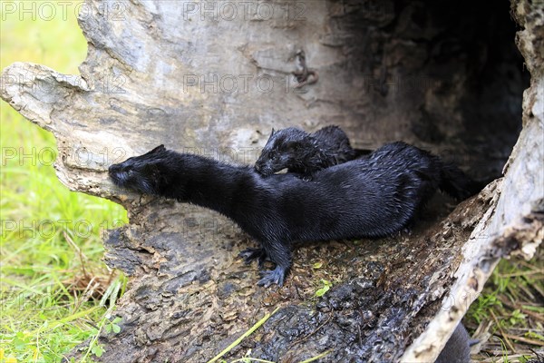 American Mink