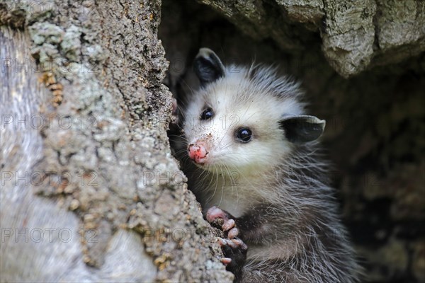 Virginia opossum