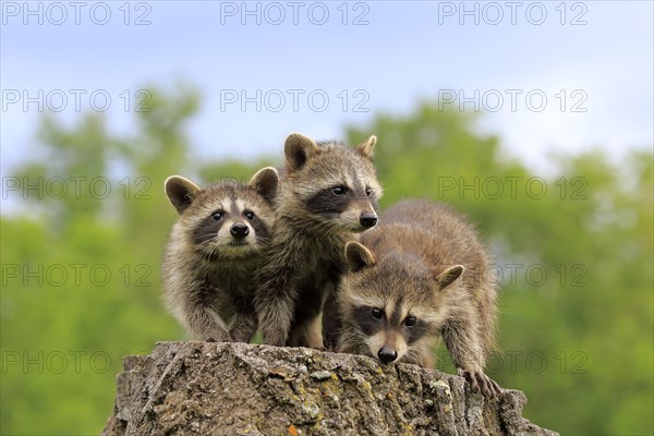 North American Raccoon