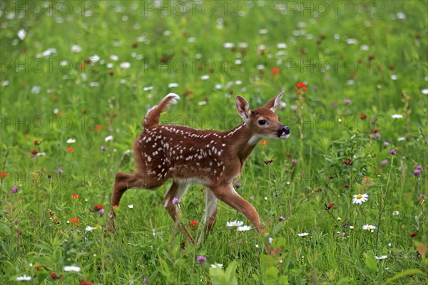 White-tailed deer