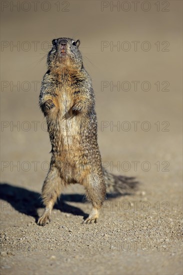 California Ground Squirrel