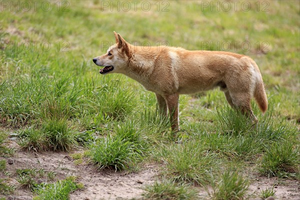 Dingo