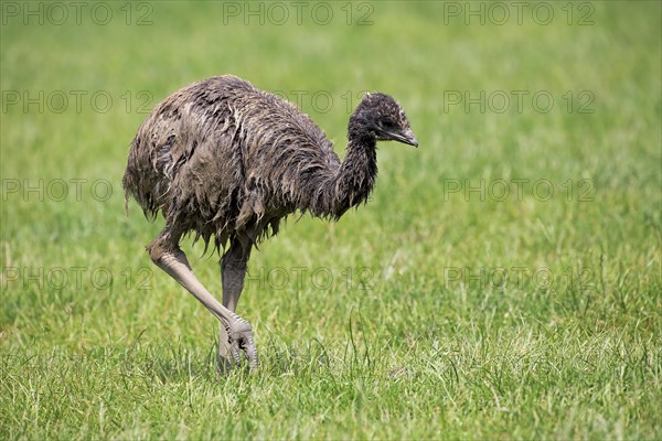 Emu