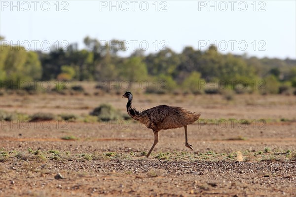 Emu