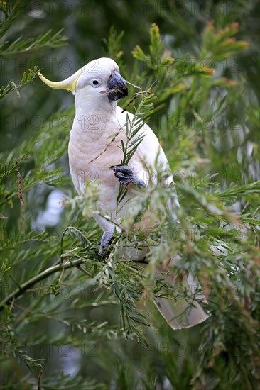 Sulphur-crested cockatoo