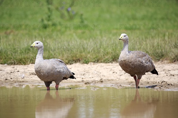 Cape Barren Goose