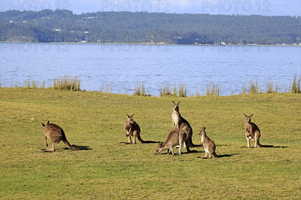 Eastern grey kangaroo