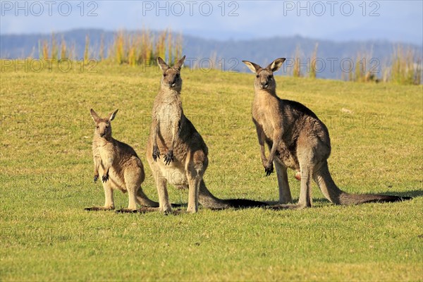 Eastern grey kangaroo