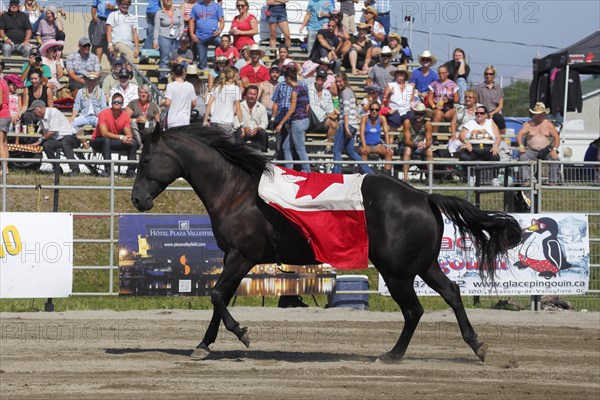 Mustang Showtime at the Rodeo