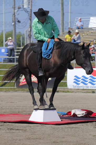 Mustang Showtime at the Rodeo