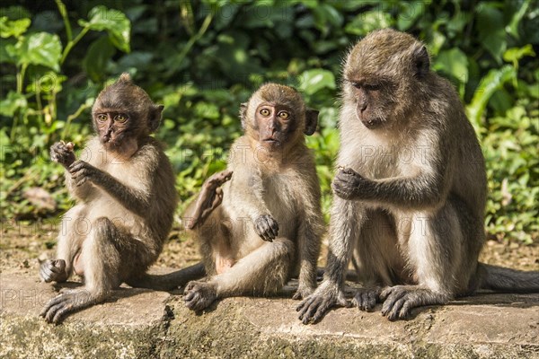 Long-tailed macaque