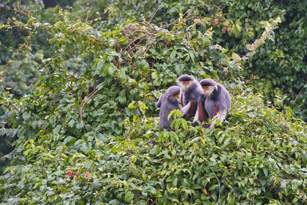 Three red-legged dress monkeys