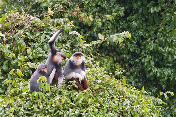 Three red-legged dress monkeys