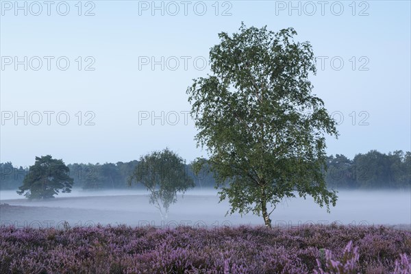 Birch in the morning mist