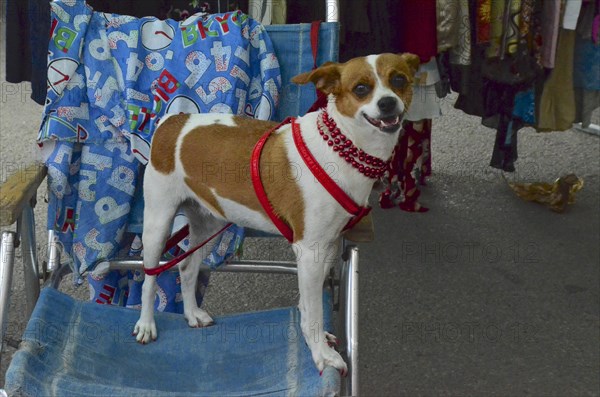 Mixed breed dog with red necklace