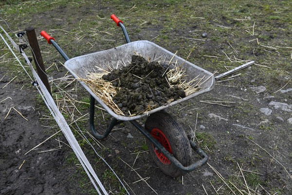 Wheelbarrow with horse manure