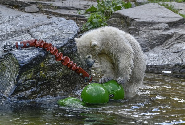 Polar bear cub Hertha