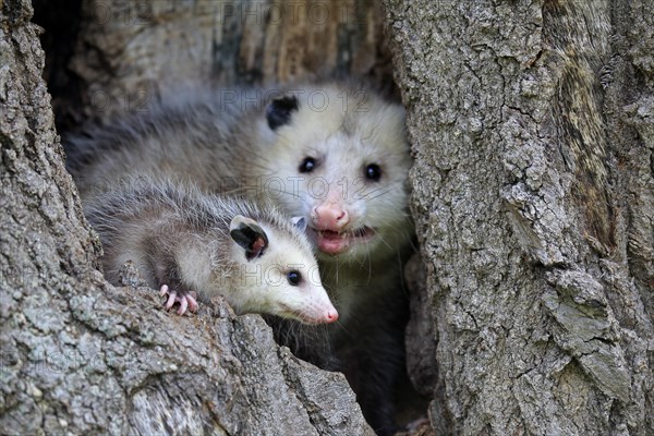 Virginia opossum